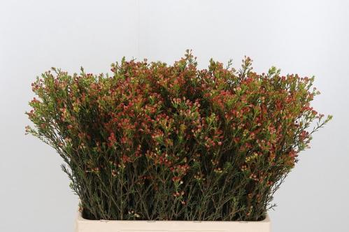 Chamelaucium 'Blondie'