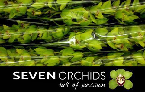 Cymbidium grootbloemig 'Mambo'