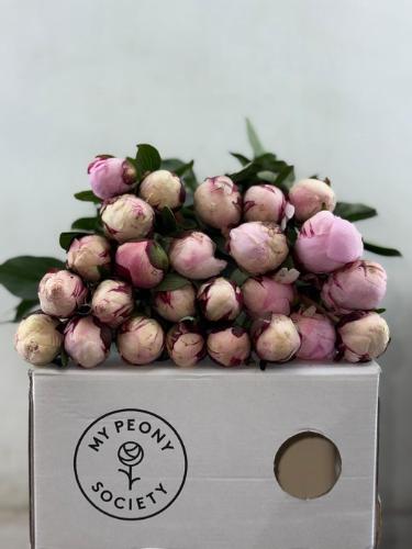 Paeonia Lactiflora Grp 'Reine Hortense'