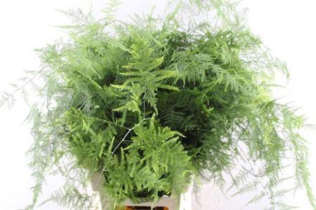 Asparagus setaceus overig