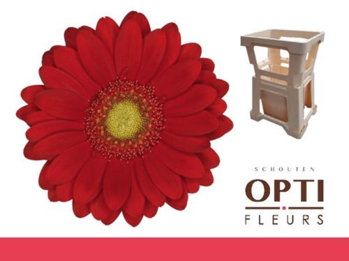 Gerbera mini Lipstick