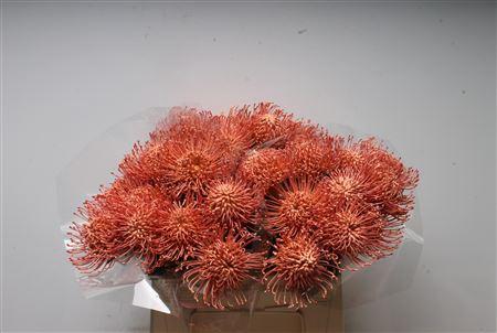 Leucospermum 'Naomi' kleurbehandeld H%