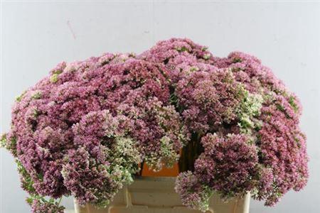Sedum spectabile