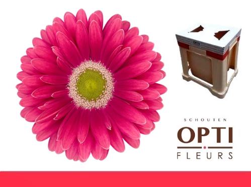 Gerbera grootbloemig 'Unique'