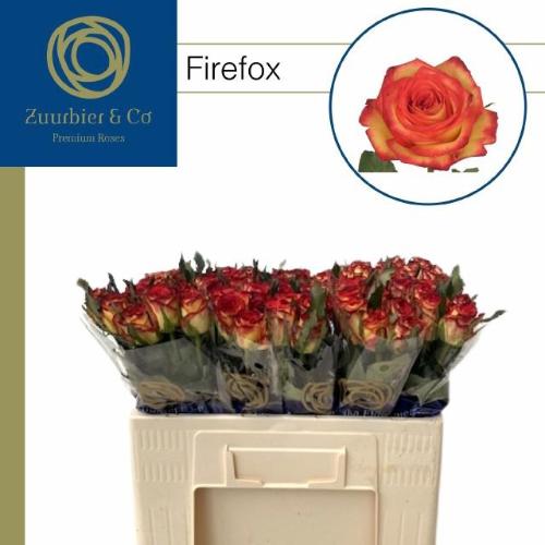 Rosa grootbloemig Firefox