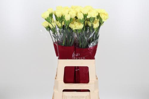 Dianthus standaard Hermes