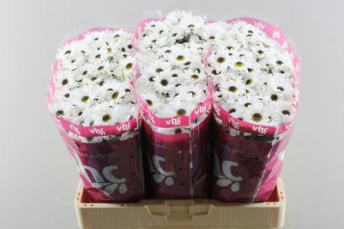Chrysanthemum Indicum Grp tros santini Yin Yang