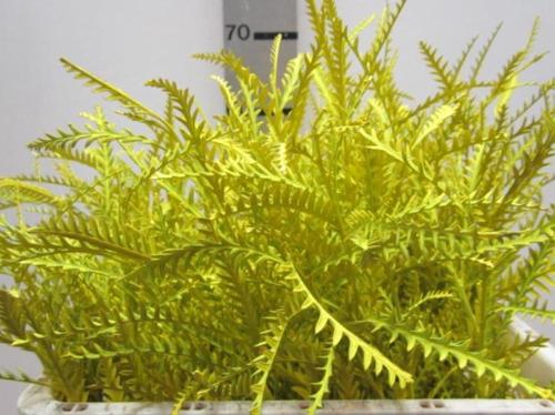 Decoratiegroen kleurbehandeld H%