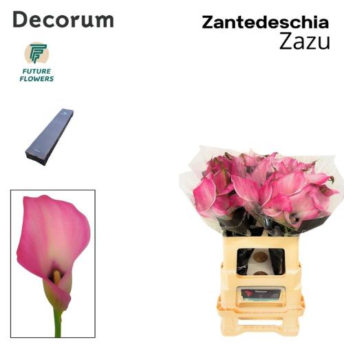 Zantedeschia 'Zazu'