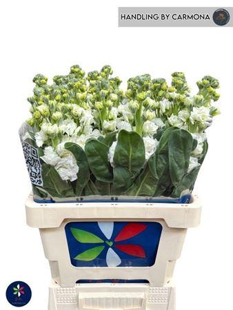 Matthiola incana 'Iron White'