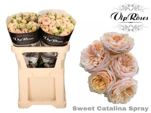 Rosa tros Sweet Catalina+