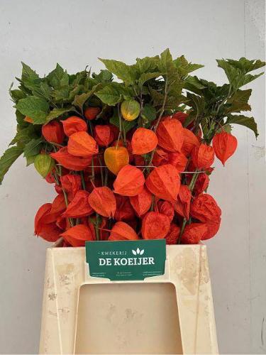 Physalis alkekengi lampion (tak)