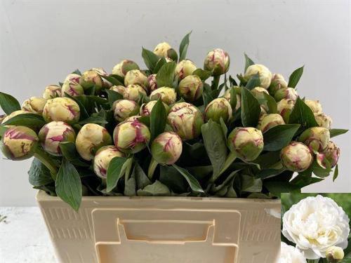 Paeonia Lactiflora Grp 'Mary E. Nicholls'