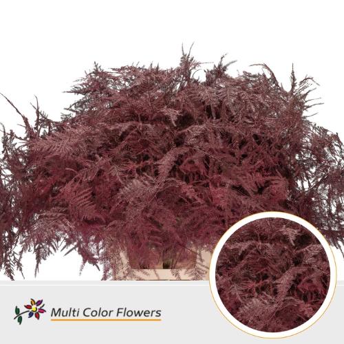 Asparagus overig kleurbehandeld H%