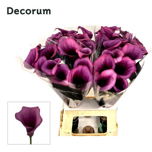 Zantedeschia 'Durban'