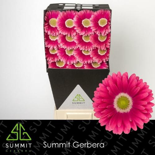 Gerbera grootbloemig 'Unique'