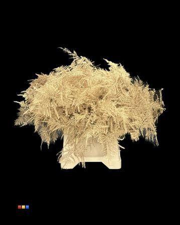 Asparagus overig kleurbehandeld H%