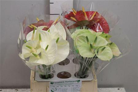 Anthurium Andreanum Grp Love Collectie