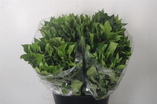 Hedera sp. (bes) per bos