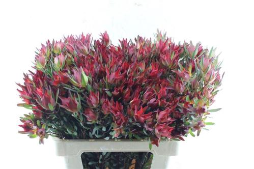 Leucadendron salignum 'Blush'