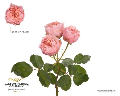 Rosa tros overig