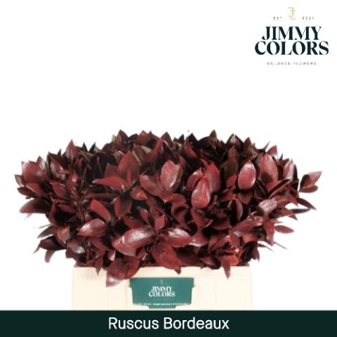 Ruscus kleurbehandeld H%