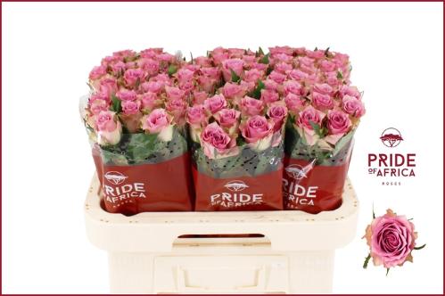 Rosa grootbloemig Flirt