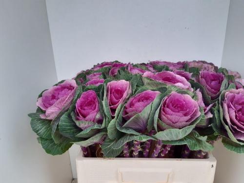 Hippeastrum per kelk overig