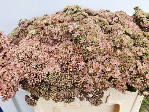 Sedum 'Matrona' 