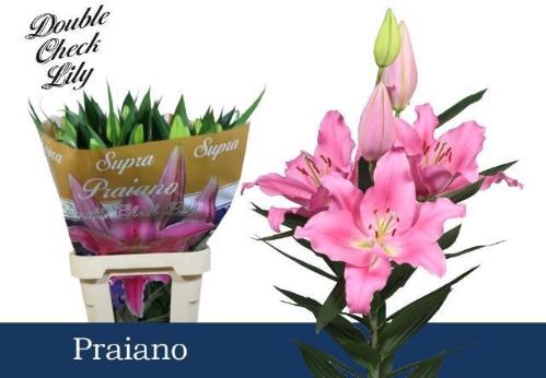 Lilium (Oriental Grp) 'Praiano'