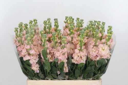 Matthiola incana 'Iron Apricot'