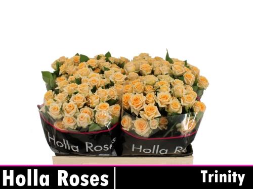 Rosa tros Trinity