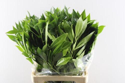 Cocculus laurifolius