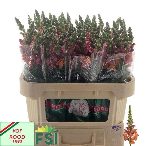 Antirrhinum majus 'Cool Orange'