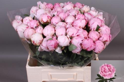 Paeonia Lactiflora Grp 'Sarah Bernhardt'
