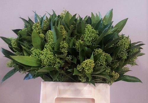 Skimmia per bos confusa 'Kew Green'