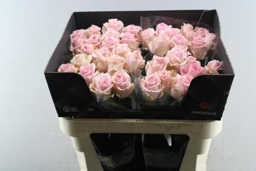 Rosa grootbloemig Sweet Dolomiti