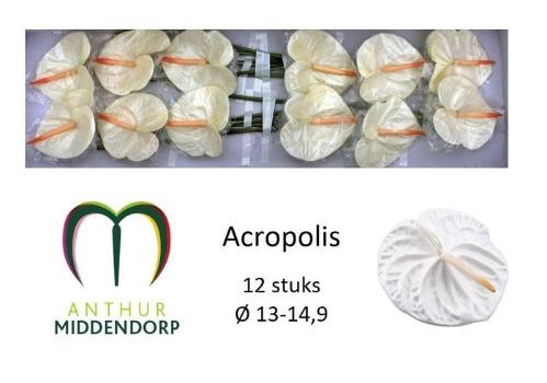 Anthurium Andreanum Grp 'Acropolis'