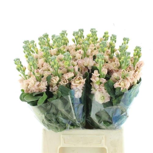 Matthiola incana 'Iron Apricot'