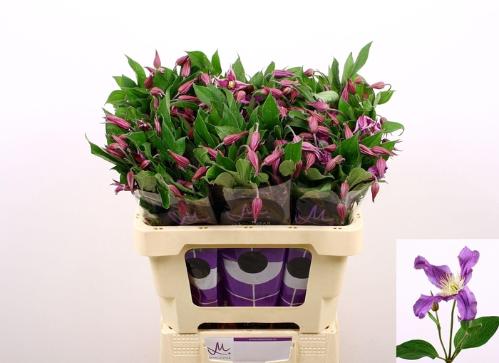 Clematis Amazing Rome