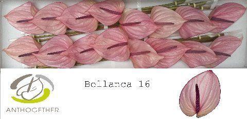 Anthurium Andreanum Grp Bellanca