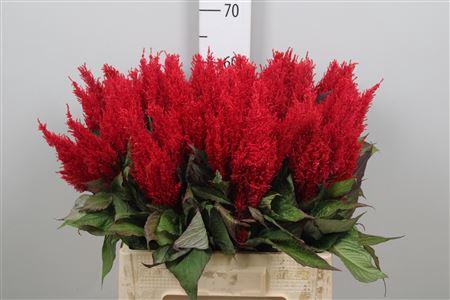 Celosia Plumosa Grp 'Century Rood'