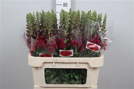Antirrhinum majus 'Potomac Red'