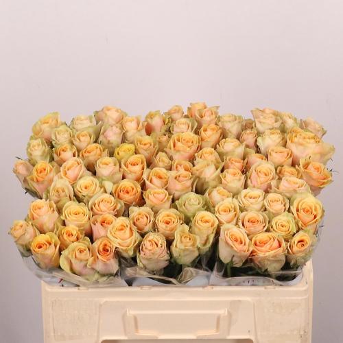 Rosa grootbloemig Avatar