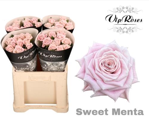 Rosa kleinbloemig Sweet Menta