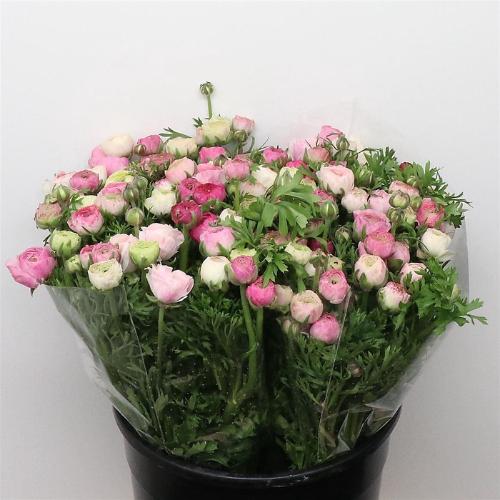 Ranunculus asiaticus 'Elegance White Sfumato'