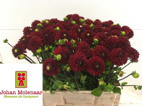 Dahlia 'Viking'