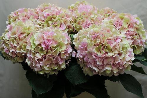 Hydrangea macrophylla 'Verena' (classic)