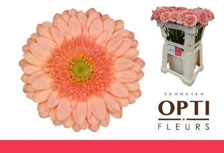 Gerbera mini Ice Cream