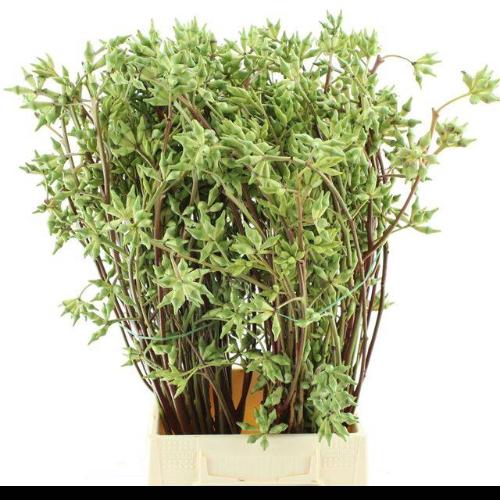 Eucalyptus robusta (met bes)
